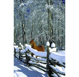 Winter Sports 43